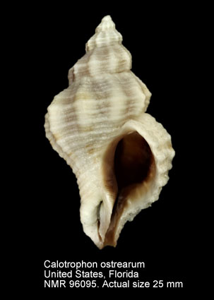 Calotrophon ostrearum (3).jpg - Calotrophon ostrearum (Conrad,1846)